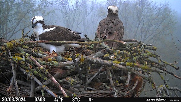 Couple de balbuzards pêcheus sur sa plateforme - Photo LPO Alsace