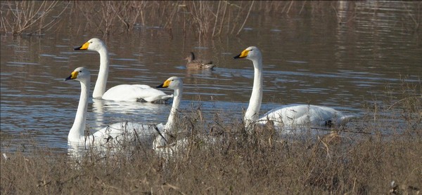 Cygne chanteur - Photo Christian Frauli