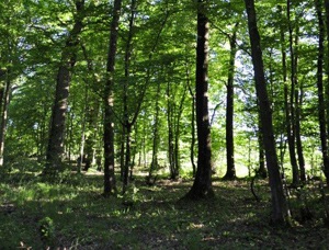 Le legs d'une forêt permet sa gestion de manière entièrement écologique - Photo LPO Alsace
