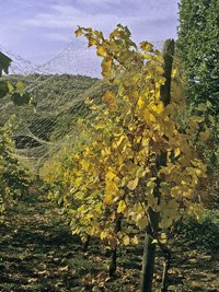 Filet de vignes adapté - Photo LPO Alsace