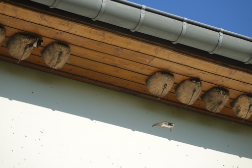 Hirondelle de fenêtre, nids artificiels - Photo Alicia Lecomte