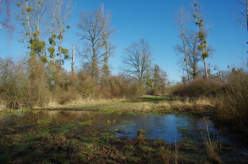 Inondation dans le ried - Photo Pierre Sigwalt