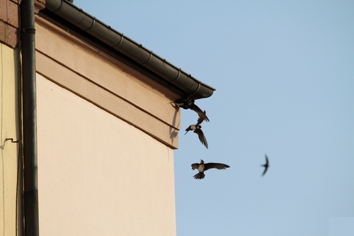 Martinet à ventre blanc Gouttiere, Colmar - Photo Vincent Jante
