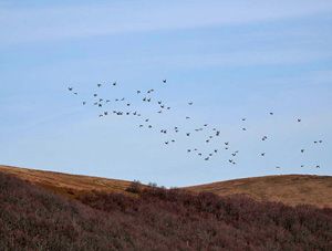 Migration de pigeons ramiers au col du Herrenberg - Photo Jean-Marc Bronner