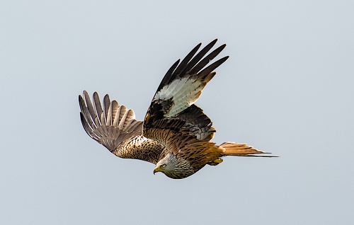 Milan royal - Photo Stephane Umhang