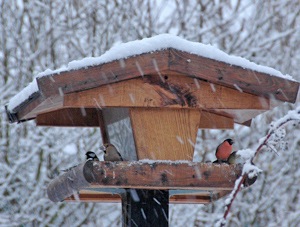 Oiseaux à la mangeoire - Photo Cathy Zell