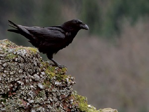 Le grand corbeau, un spécialiste qui se démarque de son cousin le corbeau freux, un généraliste - Photo David Hackel
