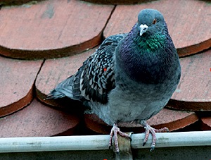 Les pigeons domestiques, en forte hausse, sont comptabilisés dans les effectifs des passereaux sauvages - Photo Guy Thomas