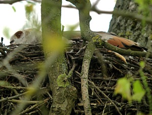 Les nids, de grande taille, peuvent être situés dans les arbres - Photo Jean-Marc Bronner
