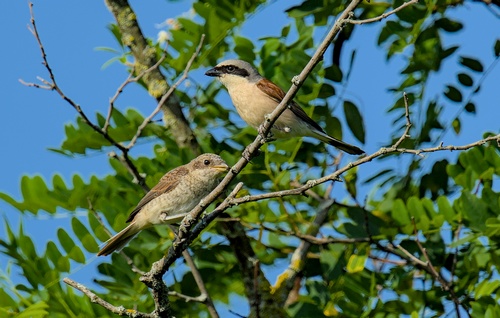 Pie-grièche écorcheur - Photo Stephane Umhang