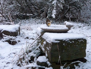 Permettre aux oiseaux de s'abreuver en hiver est important - Photo Cathy Zell