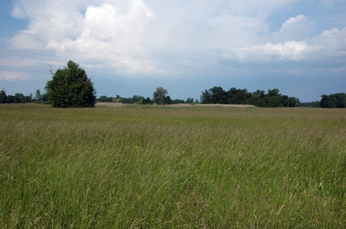 Ried de Rossfeld, prairie fleurie - Photo Cathy Zell