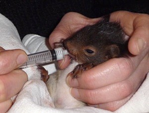 Nourrissage au biberon d'un jeune écureuil - Photo Cathy Zell