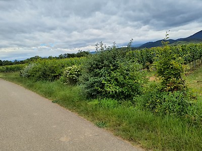 Un vignoble et sa haie - Photo Uli Cerone