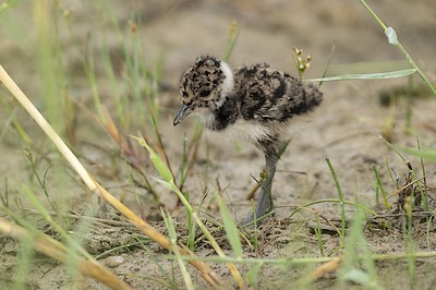 Vanneau huppé poussin - Photo Florian Girardin