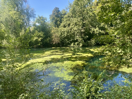 Zone humide rhénane - Photo Cathy Zell