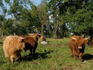 Highlands cattle - Photo Cathy Zell
